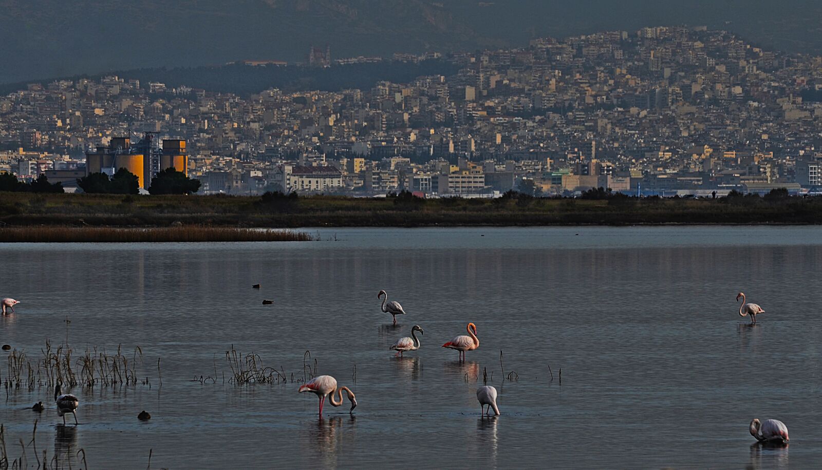Nikon D5100 sample photo. Wetland, flamingo, nature photography