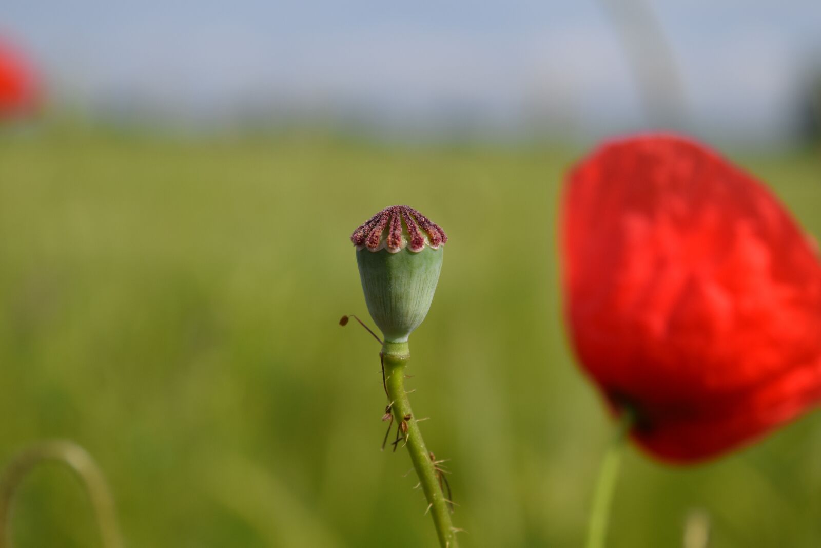 Nikon D3300 sample photo. Poppy, poppy capsule, klatschmohn photography