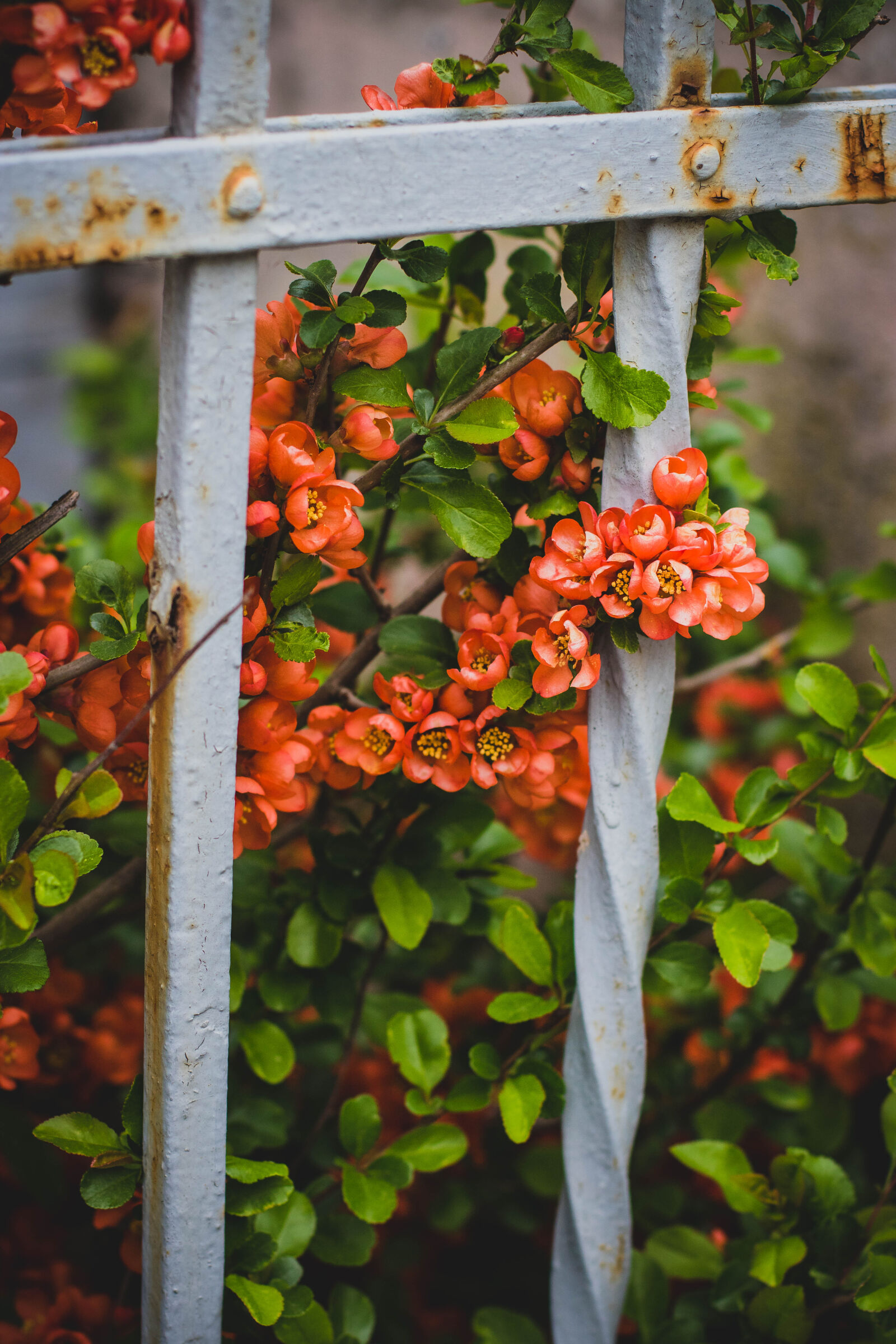 Canon EOS 760D (EOS Rebel T6s / EOS 8000D) sample photo. Pink, petaled, flowers, behind photography