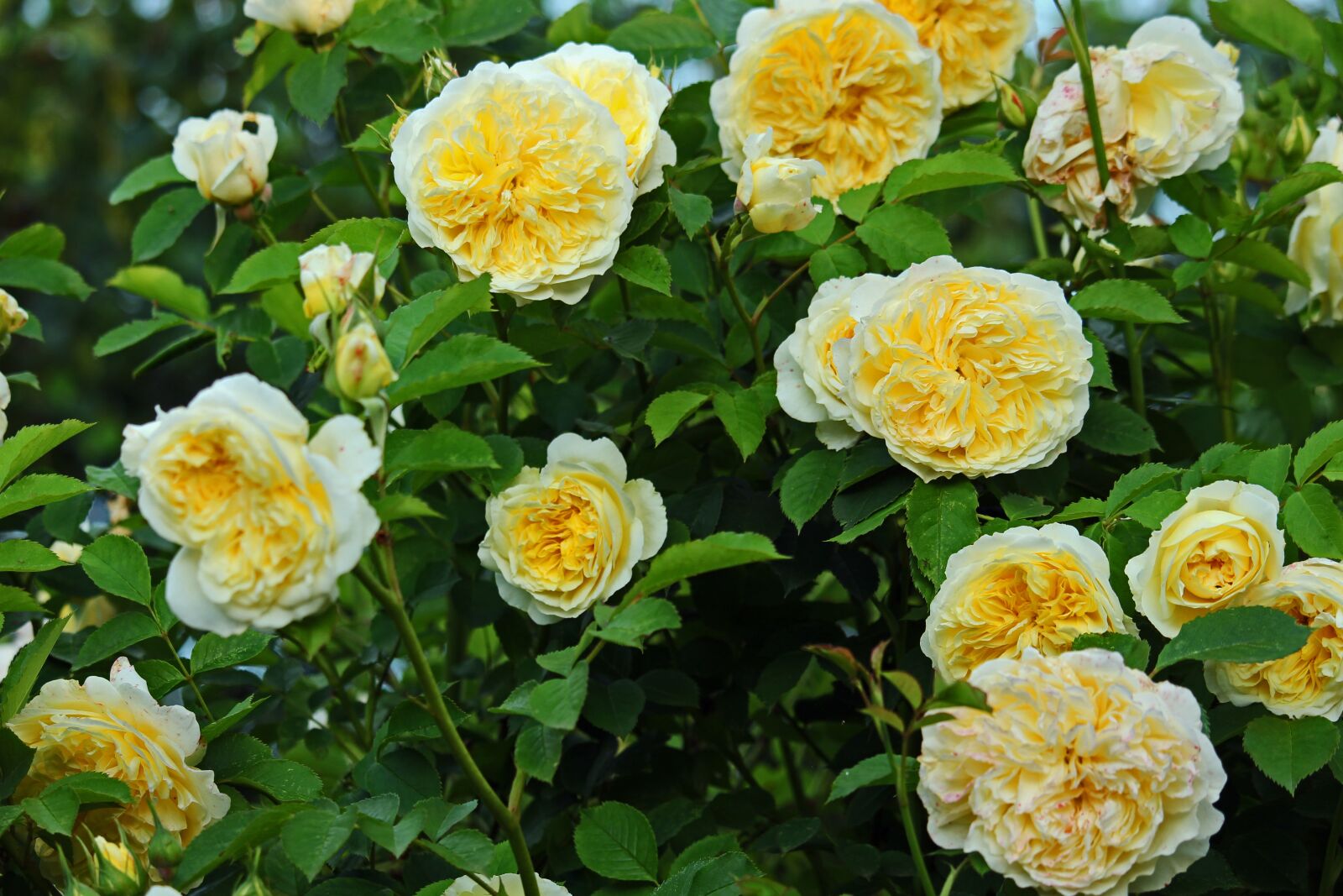 Canon EF-S 55-250mm F4-5.6 IS STM sample photo. Yellow rose, rose, garden photography