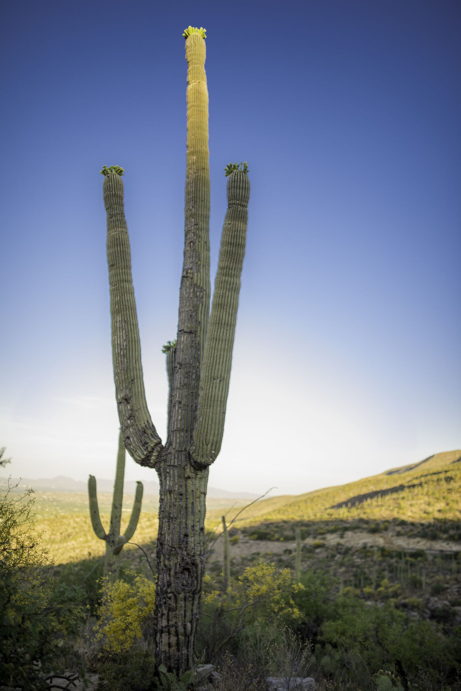 Nikon D810 sample photo. Cactus, az, landscape photography