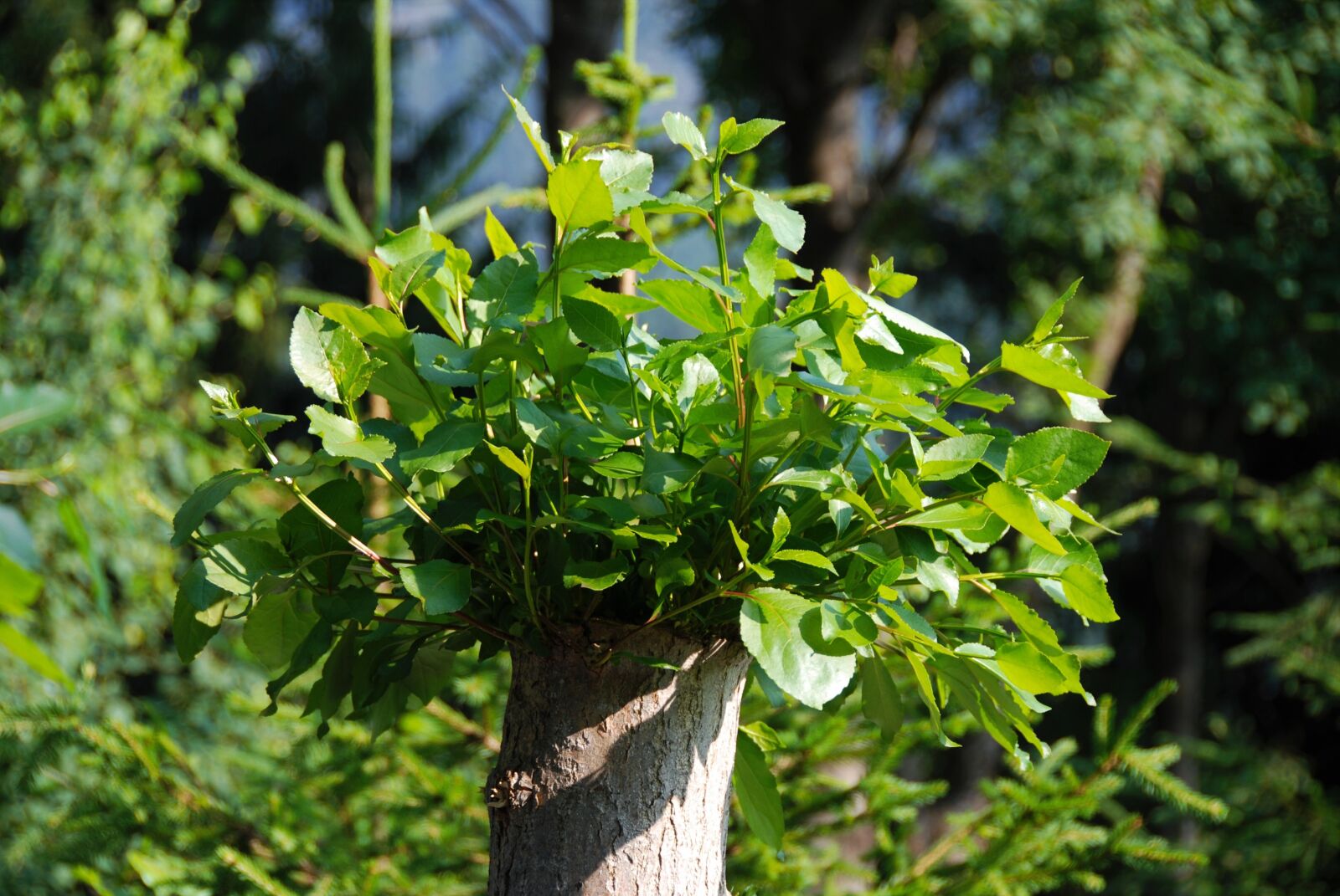 Nikon D80 sample photo. Tree stump, new drives photography