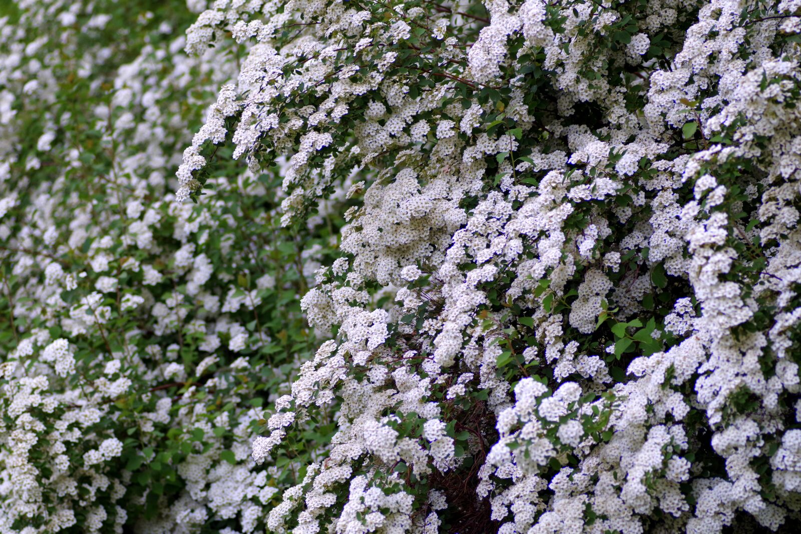 Pentax K-S2 sample photo. Crataegus, flower, white photography