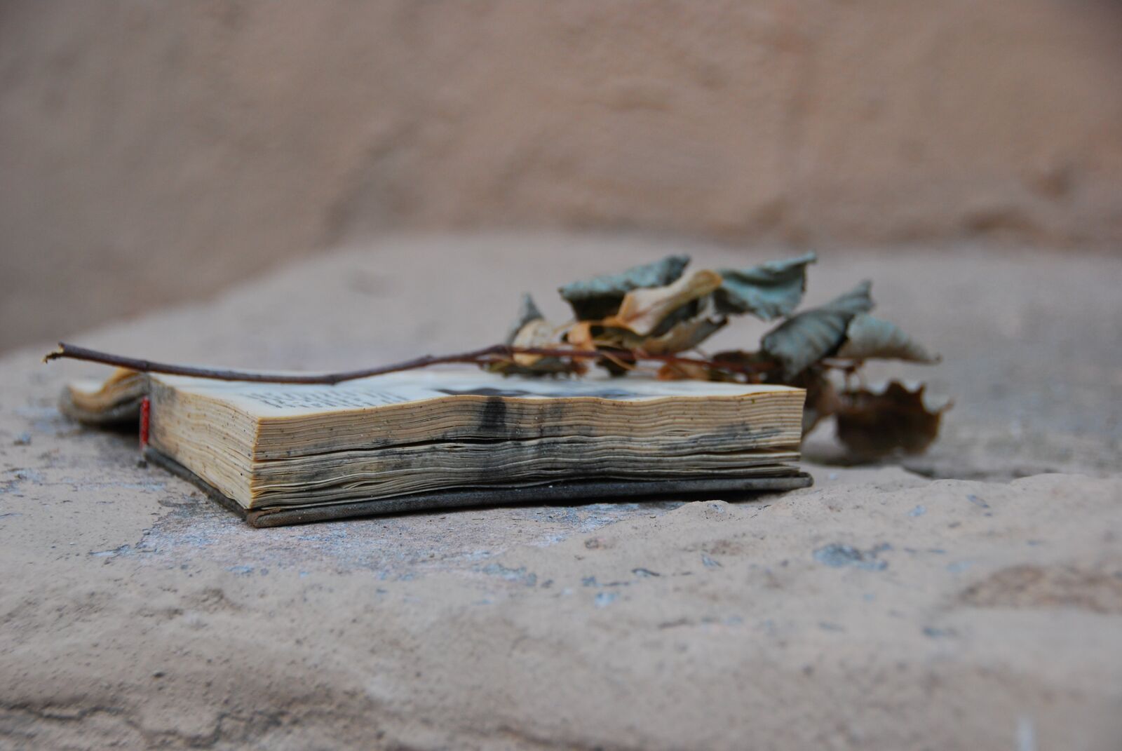 Nikon D60 sample photo. Old book, dry twig photography