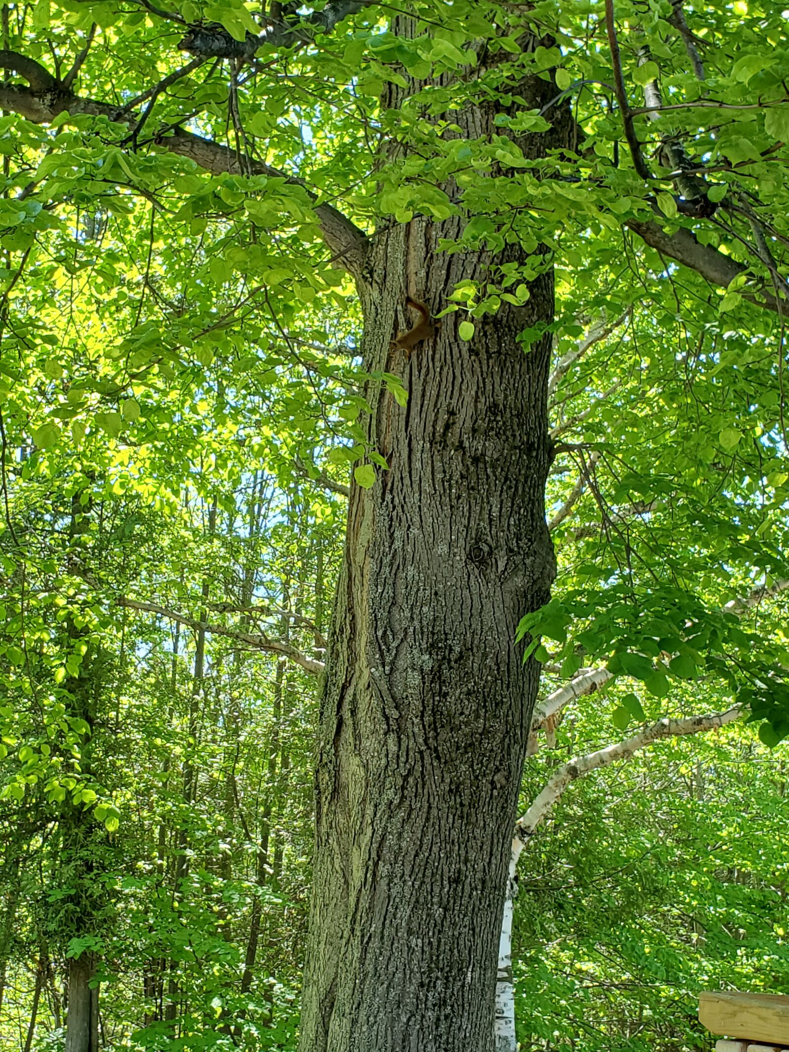 Samsung Galaxy S10 sample photo. Hidden, tree, animal photography