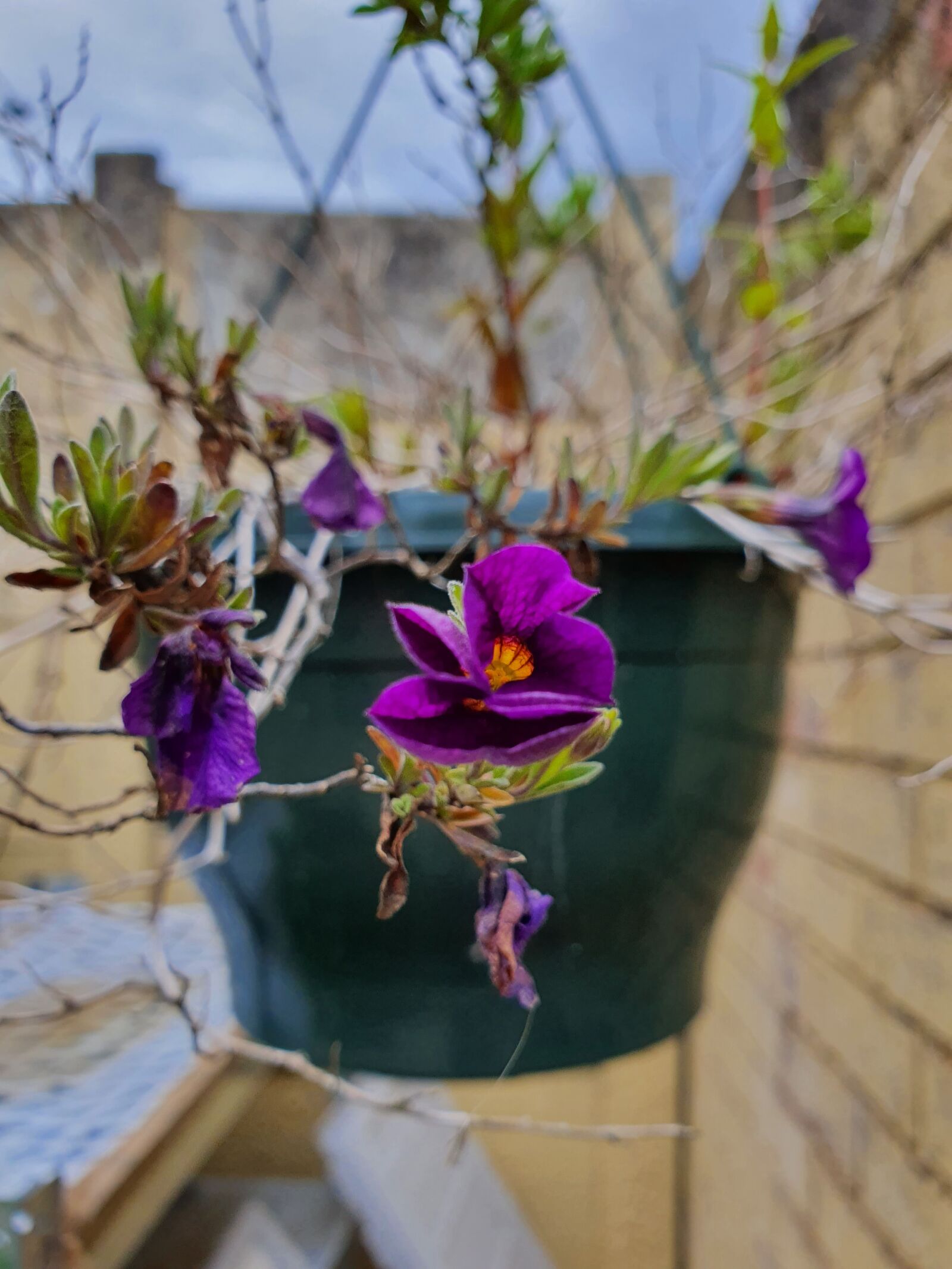 Samsung Galaxy S10 sample photo. Potted, plant, flower photography