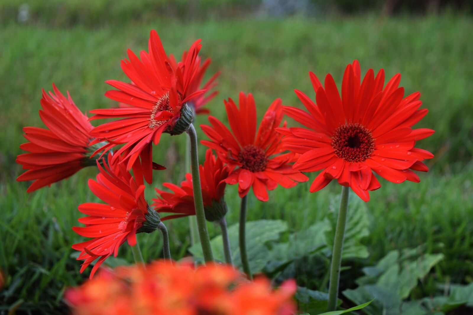 Nikon D5300 sample photo. Flower, spring, plant photography