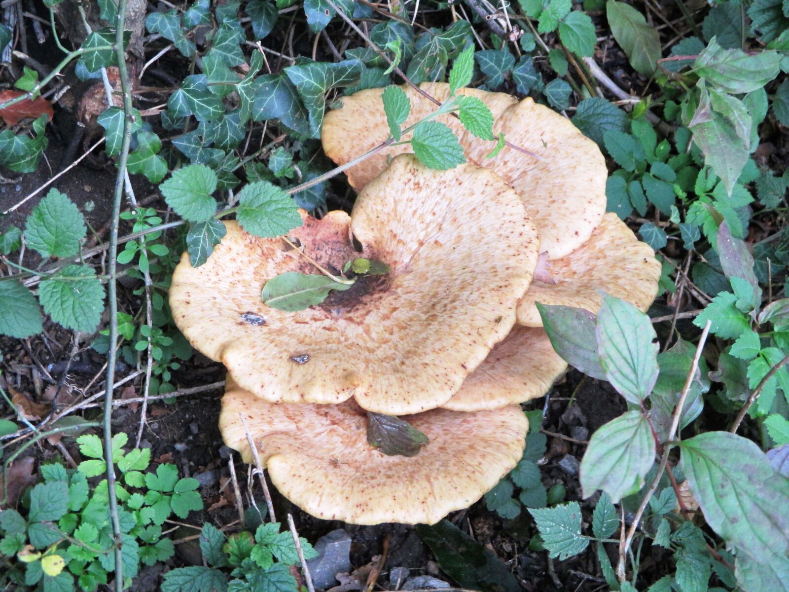 Canon PowerShot ELPH 115 IS (IXUS 132 / IXY 90F) sample photo. Mushroom, autumn, forest photography