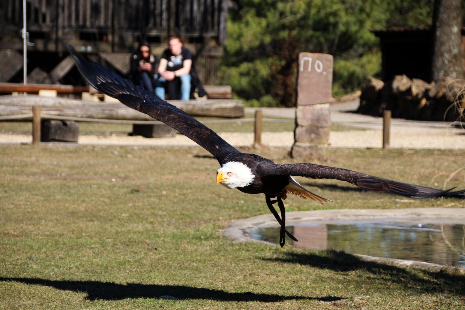 Canon EOS 650D (EOS Rebel T4i / EOS Kiss X6i) sample photo. Bald eagle, bald eagles photography