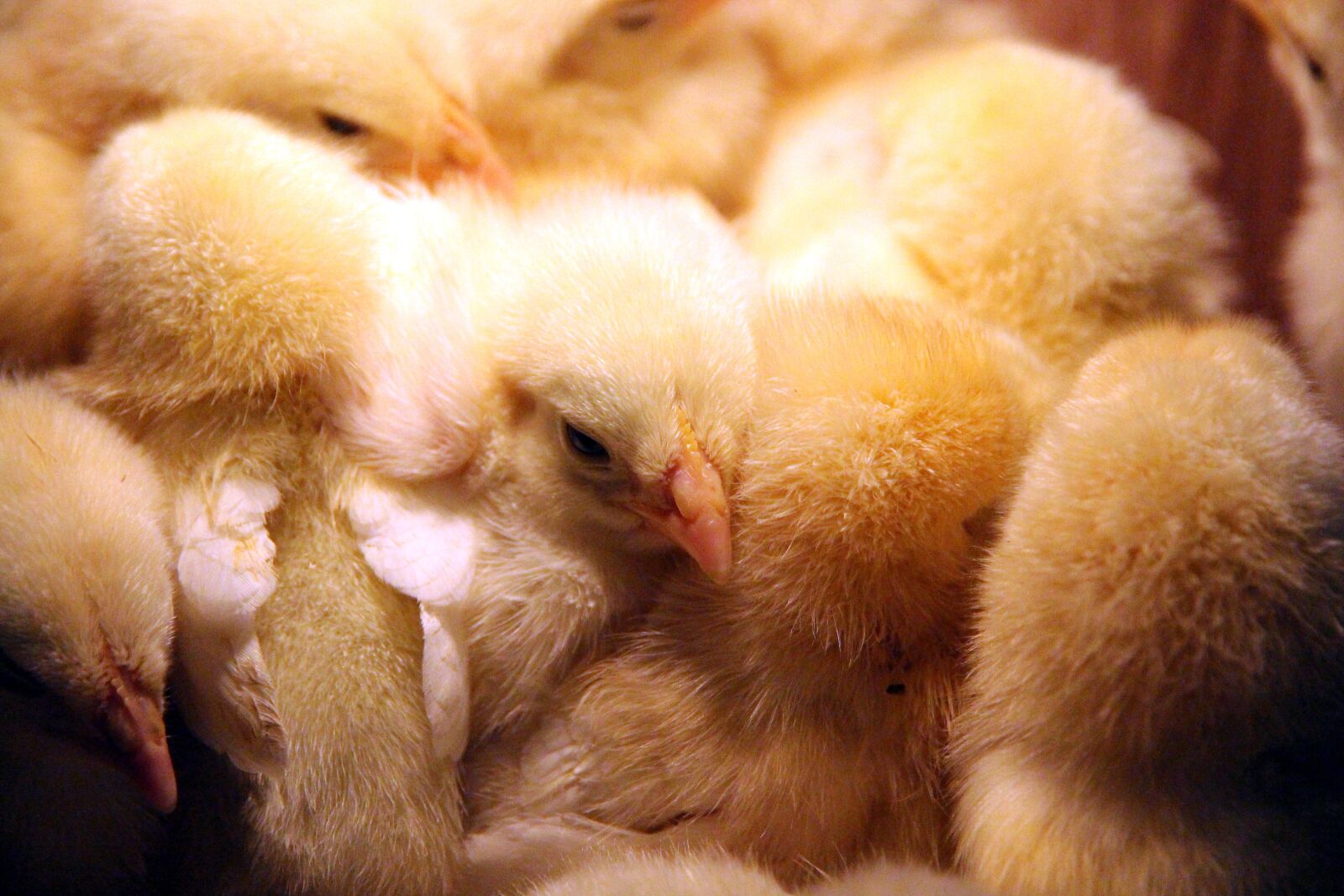 Canon EOS 650D (EOS Rebel T4i / EOS Kiss X6i) sample photo. Chickens, birds, group photography