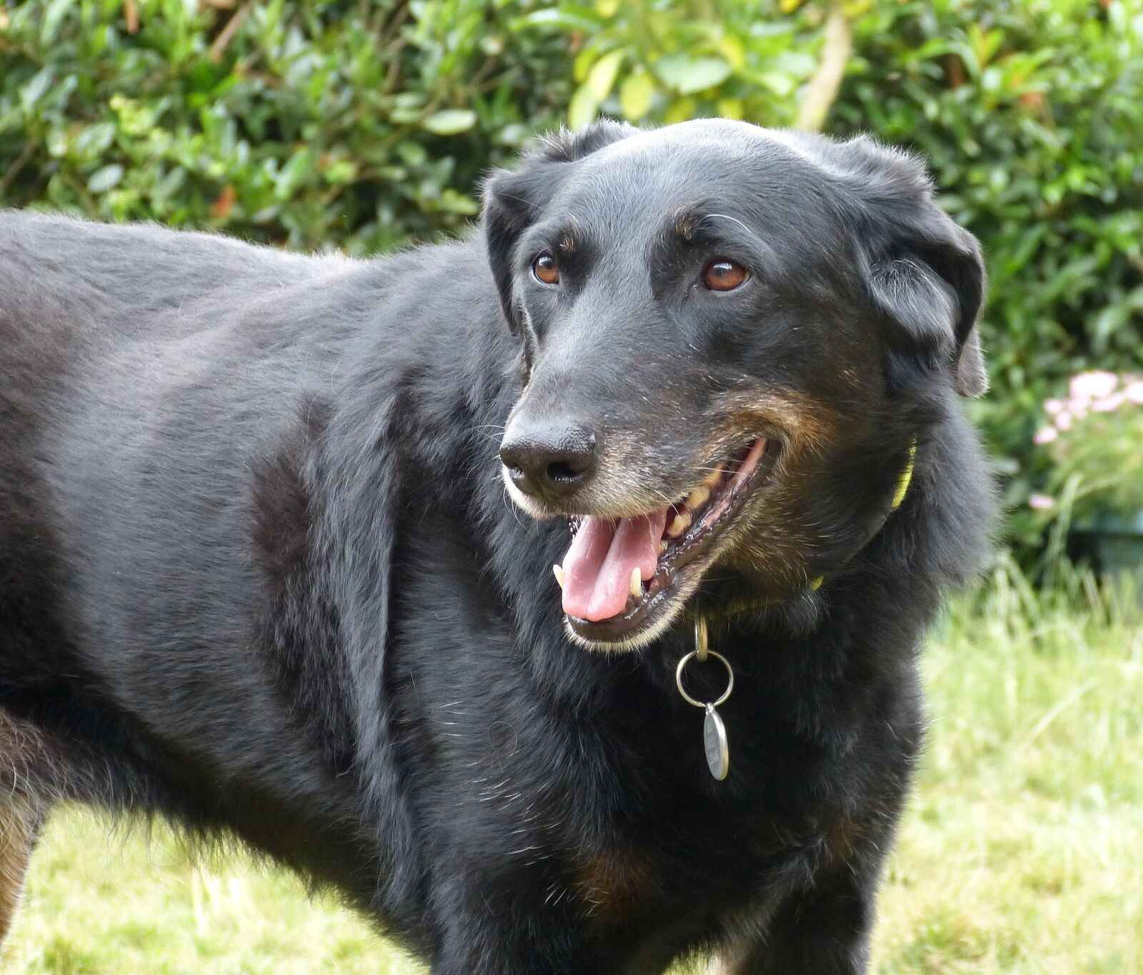 Panasonic Lumix DMC-FZ150 sample photo. Beauceron, dog, animals photography