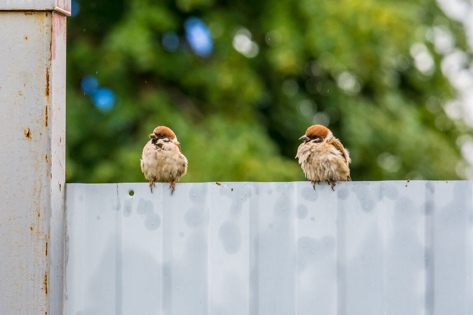 Nikon D7200 sample photo. Birds, sparrow, plumage photography