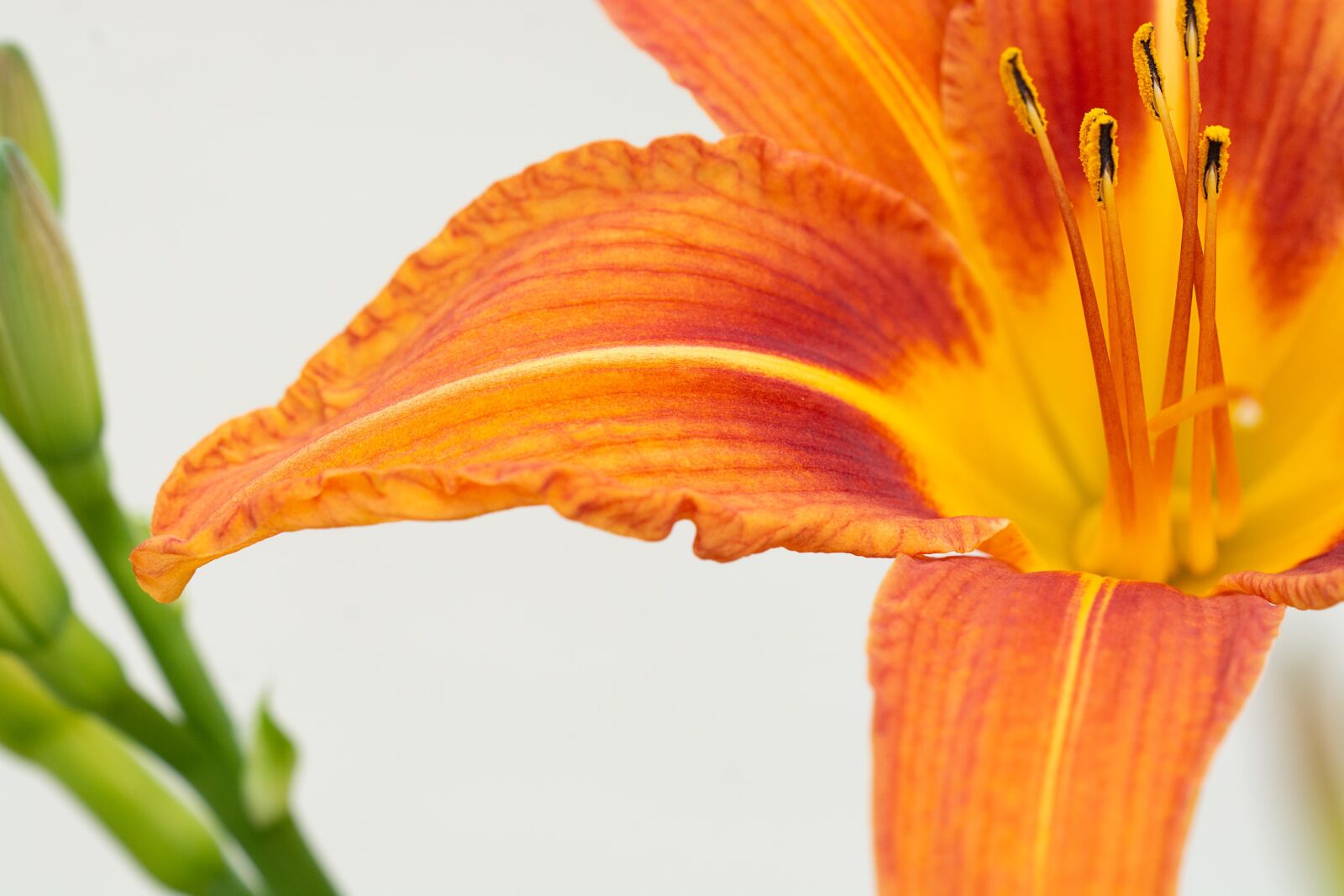 Nikon D7100 sample photo. Flower orange, orange flower photography
