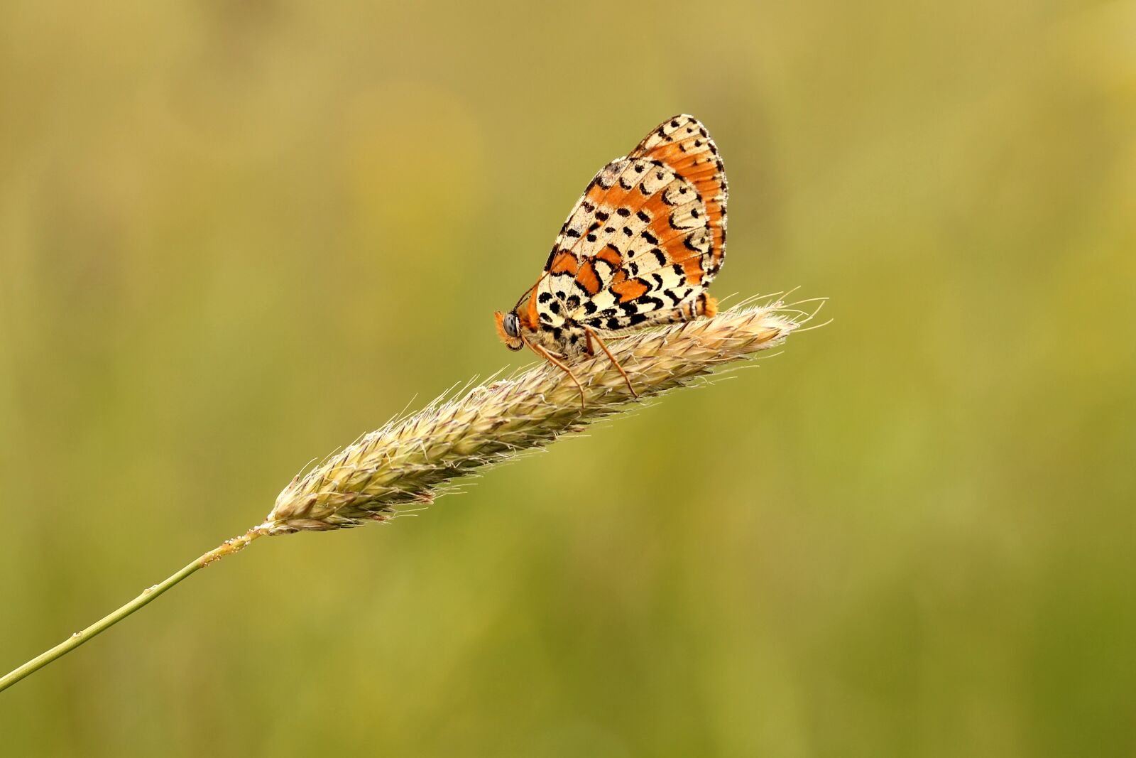 Canon EF-S 60mm F2.8 Macro USM sample photo. Butterfly, meadow, nature photography