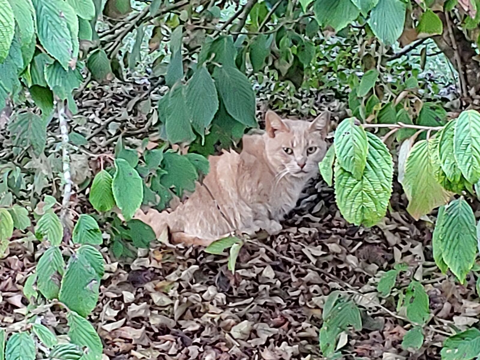 LG G7 THINQ sample photo. Cat, animal, pet photography