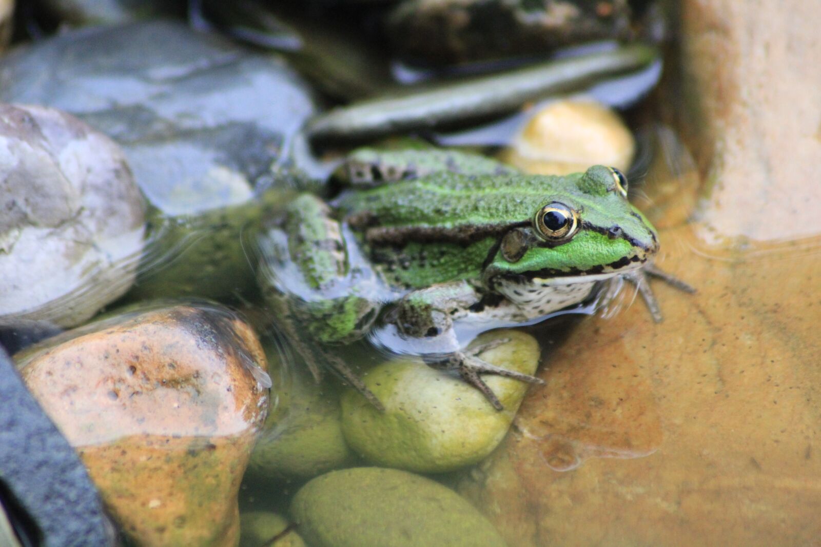 Canon EOS 60D sample photo. Frog, tree frog, garden photography