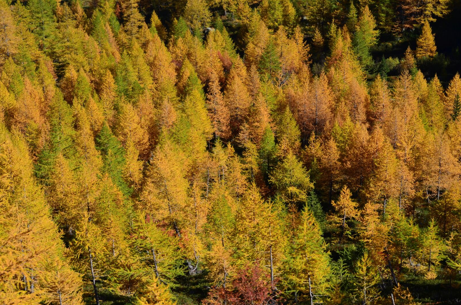 Nikon D5100 sample photo. Forest, larch, fogliage photography