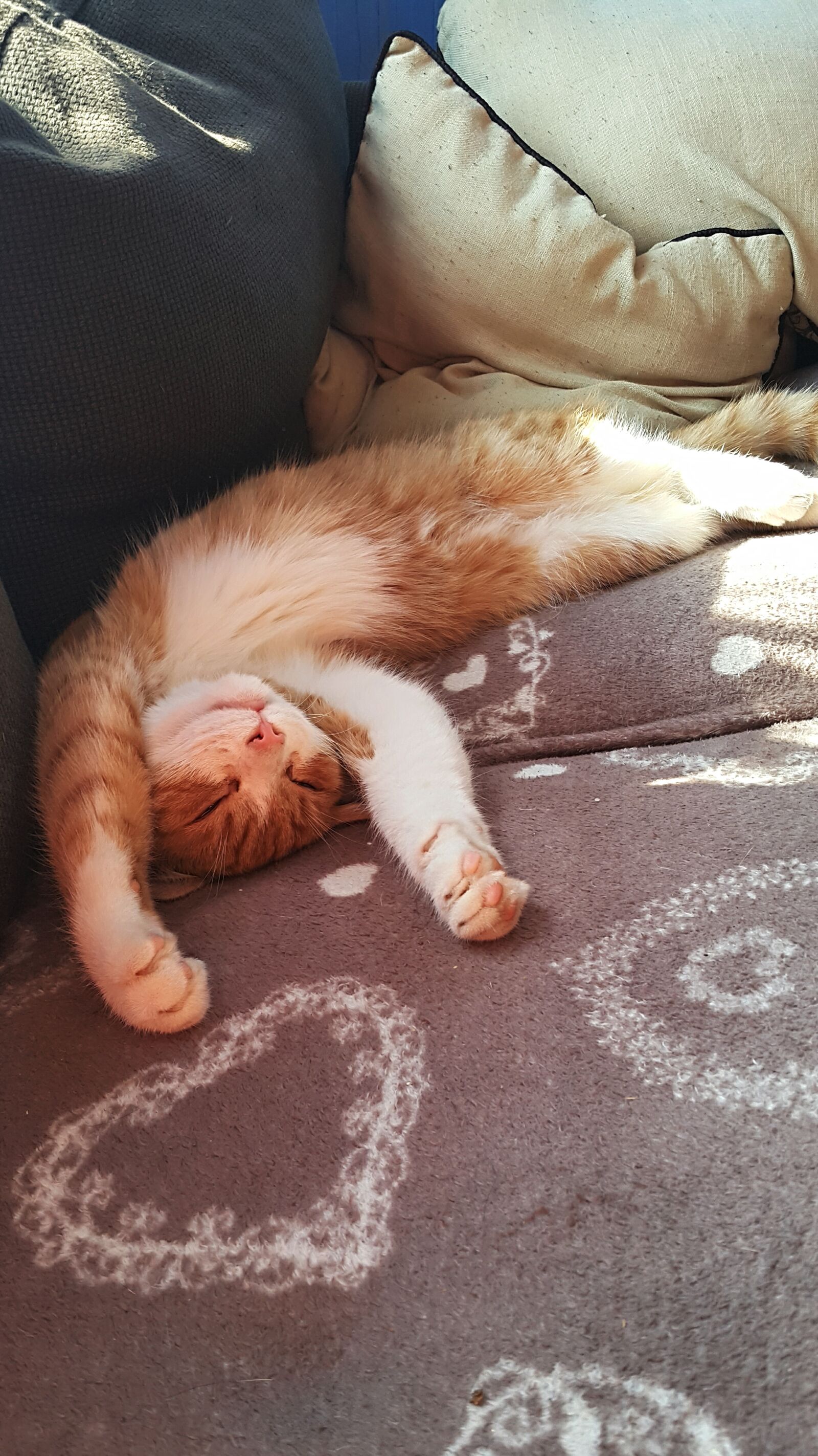 Samsung Galaxy Note4 sample photo. Animals, cat, happiness photography