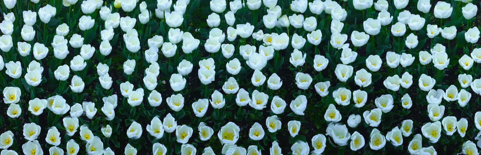 Apple iPhone 5s sample photo. Tulip, flowers, white photography