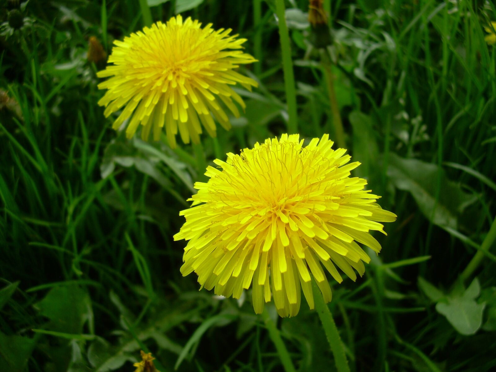Nikon COOLPIX L4 sample photo. Sonchus oleraceus, flower, spring photography