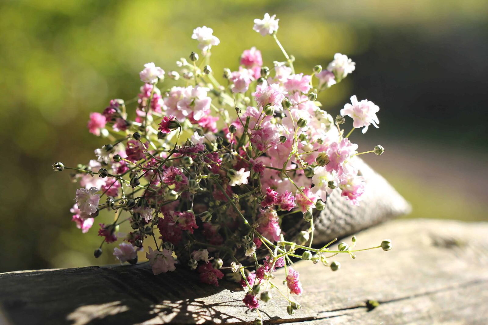 Canon EOS 550D (EOS Rebel T2i / EOS Kiss X4) sample photo. Still life, decoration, flower photography