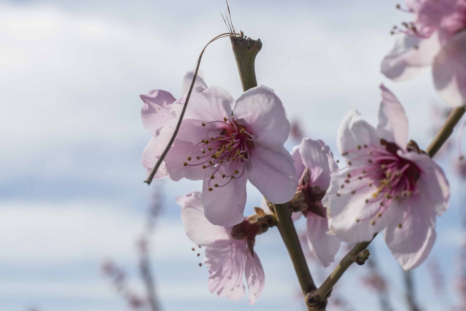 Canon EF 50mm F1.8 STM sample photo. Flowers, spring, flower photography