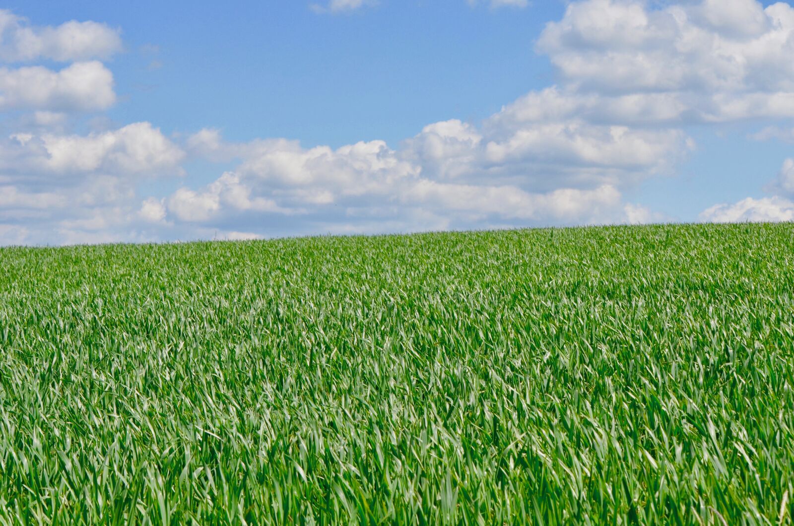 Nikon D5100 sample photo. Cornfield, sky, clouds photography