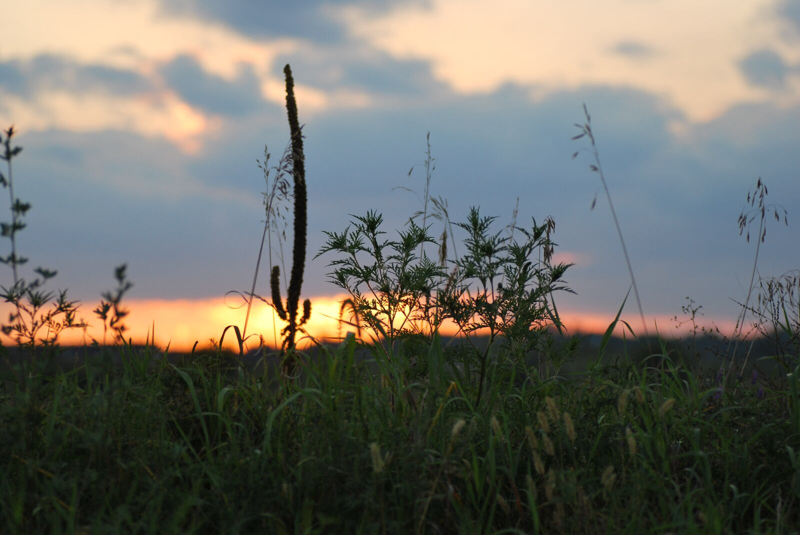 Nikon D60 sample photo. Field, sunset, sun photography