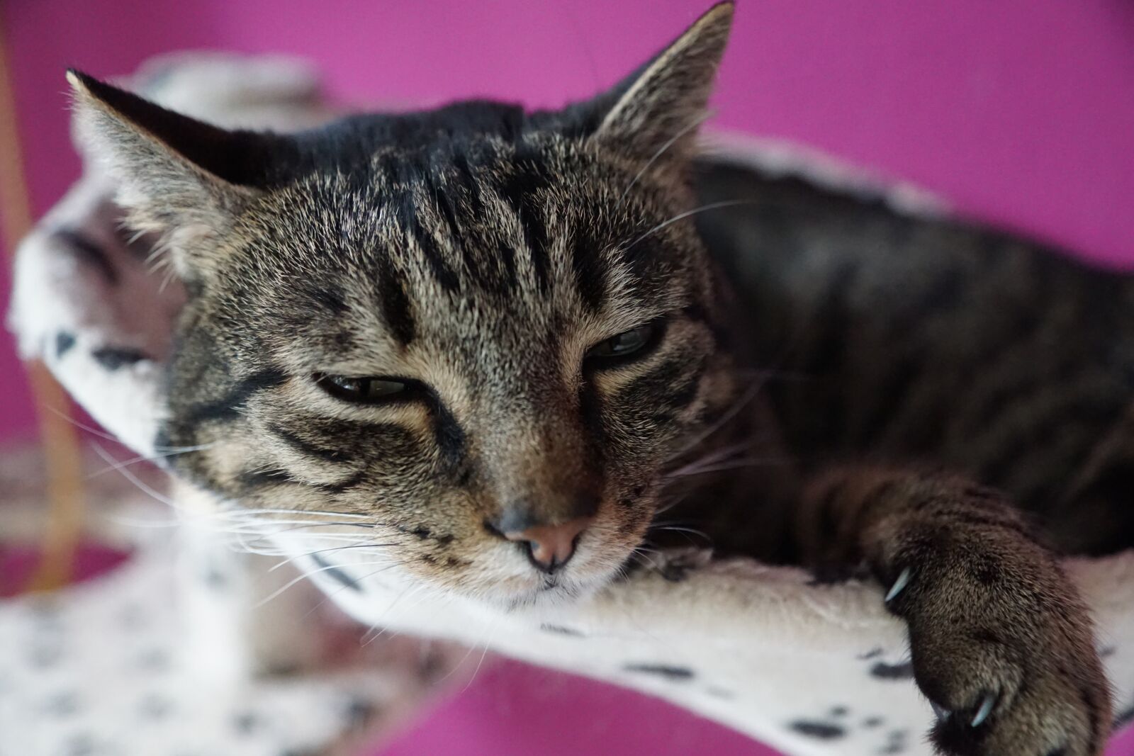Sony ILCA-77M2 + Sony DT 16-50mm F2.8 SSM sample photo. Cute, animal, cat photography