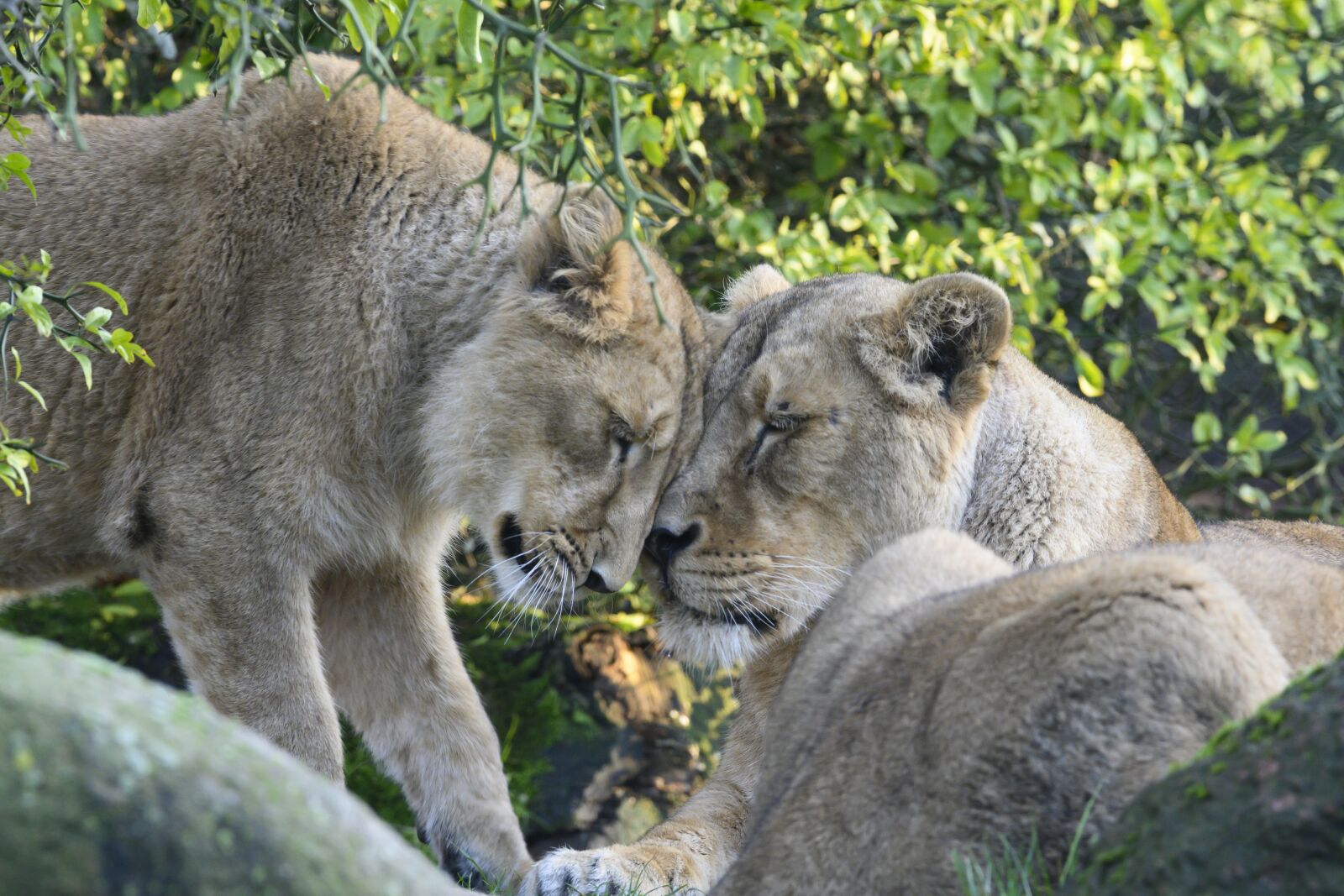 Nikon Z7 sample photo. Lioness, cub, predator photography
