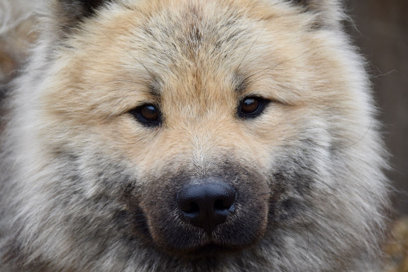 Nikon D5600 sample photo. Dog, dog eurasier, dog photography