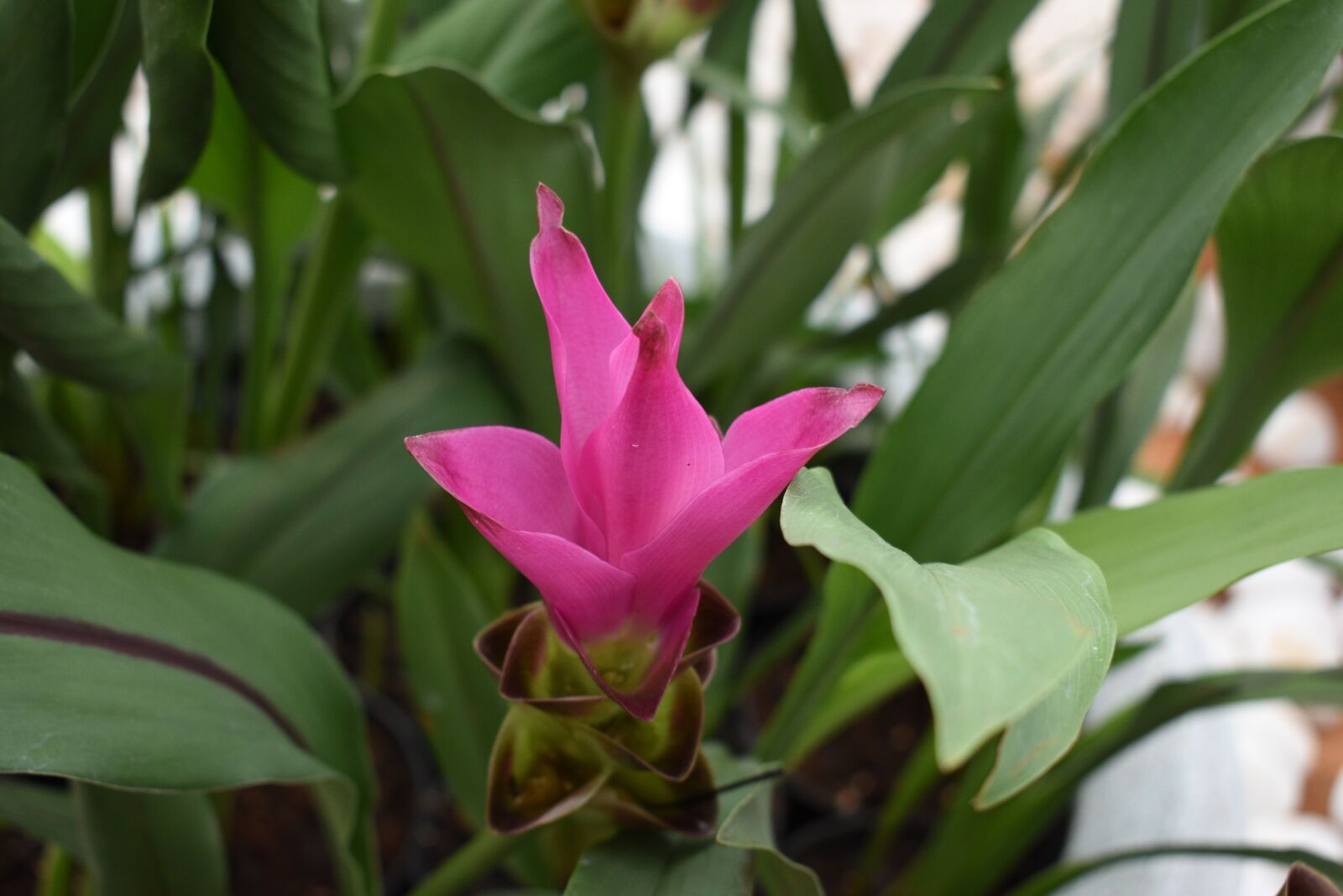 Nikon D5600 sample photo. Flower, nature, blossom photography