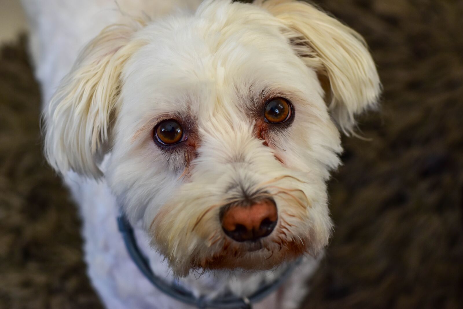 Nikon D5500 sample photo. Dog, maltese poodle, pet photography