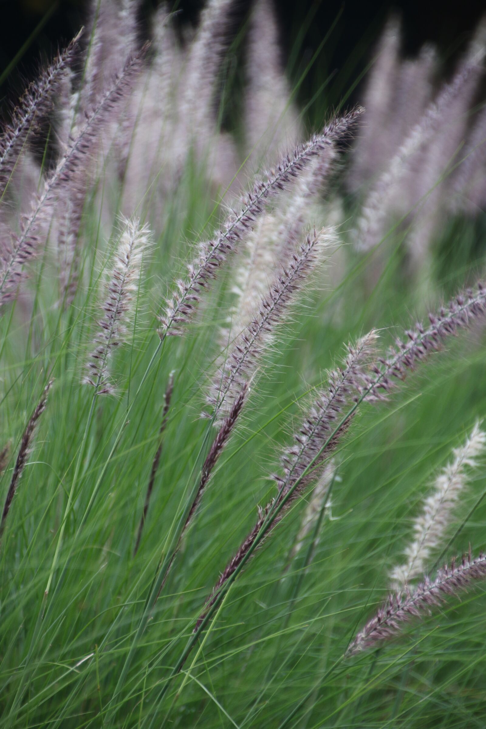 Canon EOS 70D sample photo. Grass, outdoor, fluffy photography