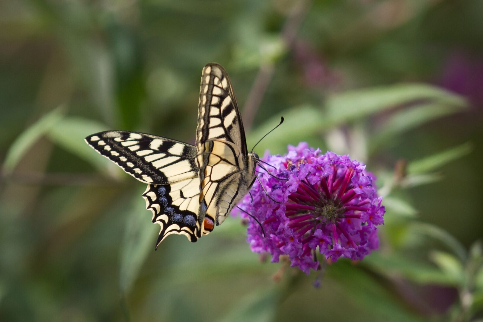 Canon EF 70-200mm F4L IS USM sample photo. Butterfly, dovetail, swallowtail butterfly photography