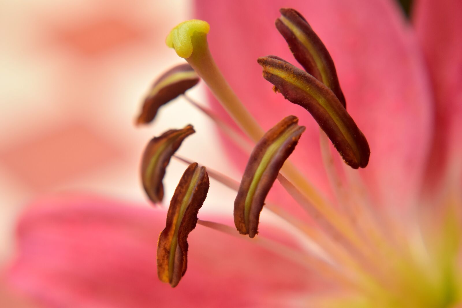 Nikon D5300 sample photo. Lily, flower, petals photography