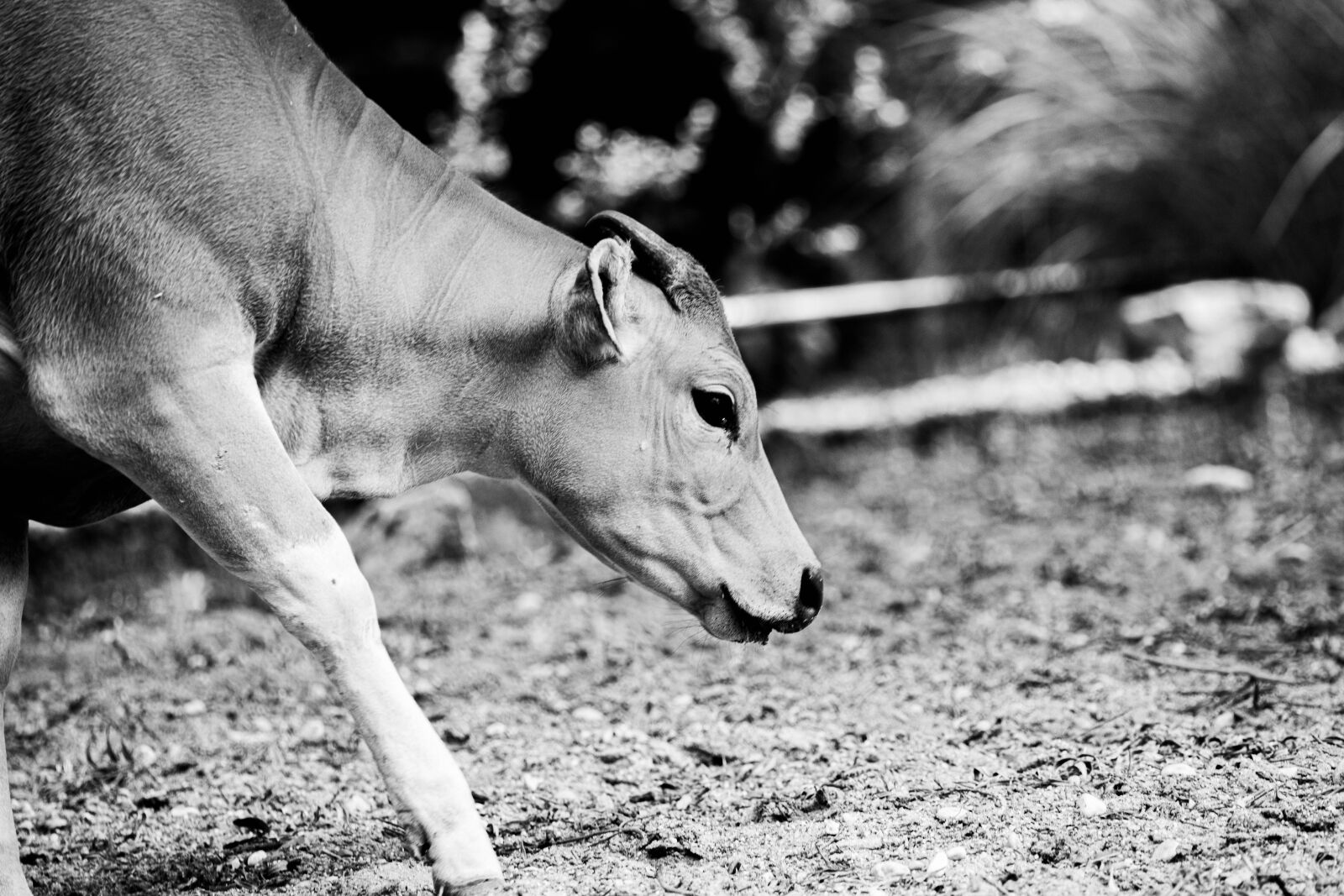 Nikon D850 sample photo. Cow, calf, cattle photography