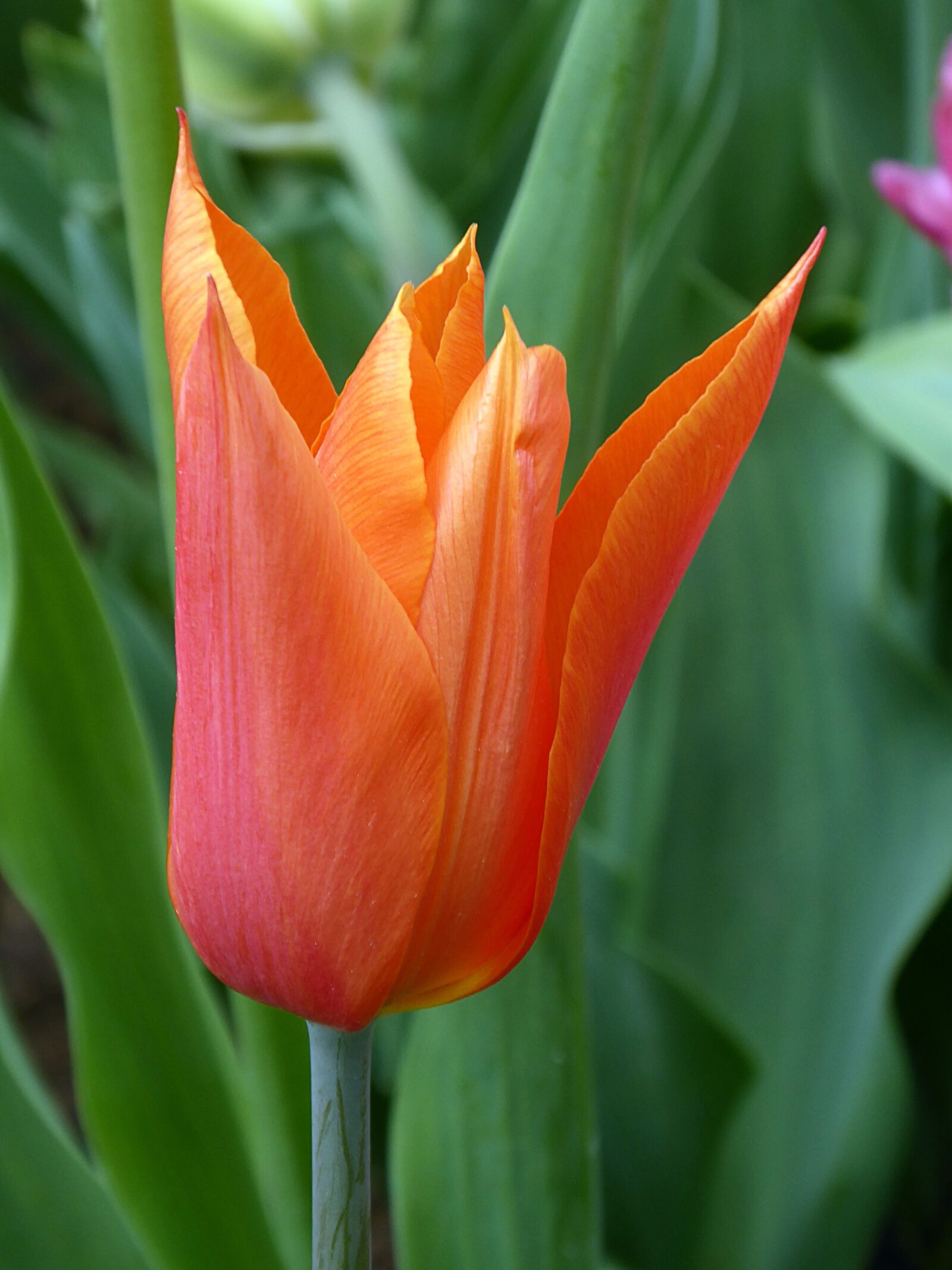 Panasonic Lumix DMC-ZS50 (Lumix DMC-TZ70) sample photo. Tulip, flower, spring photography
