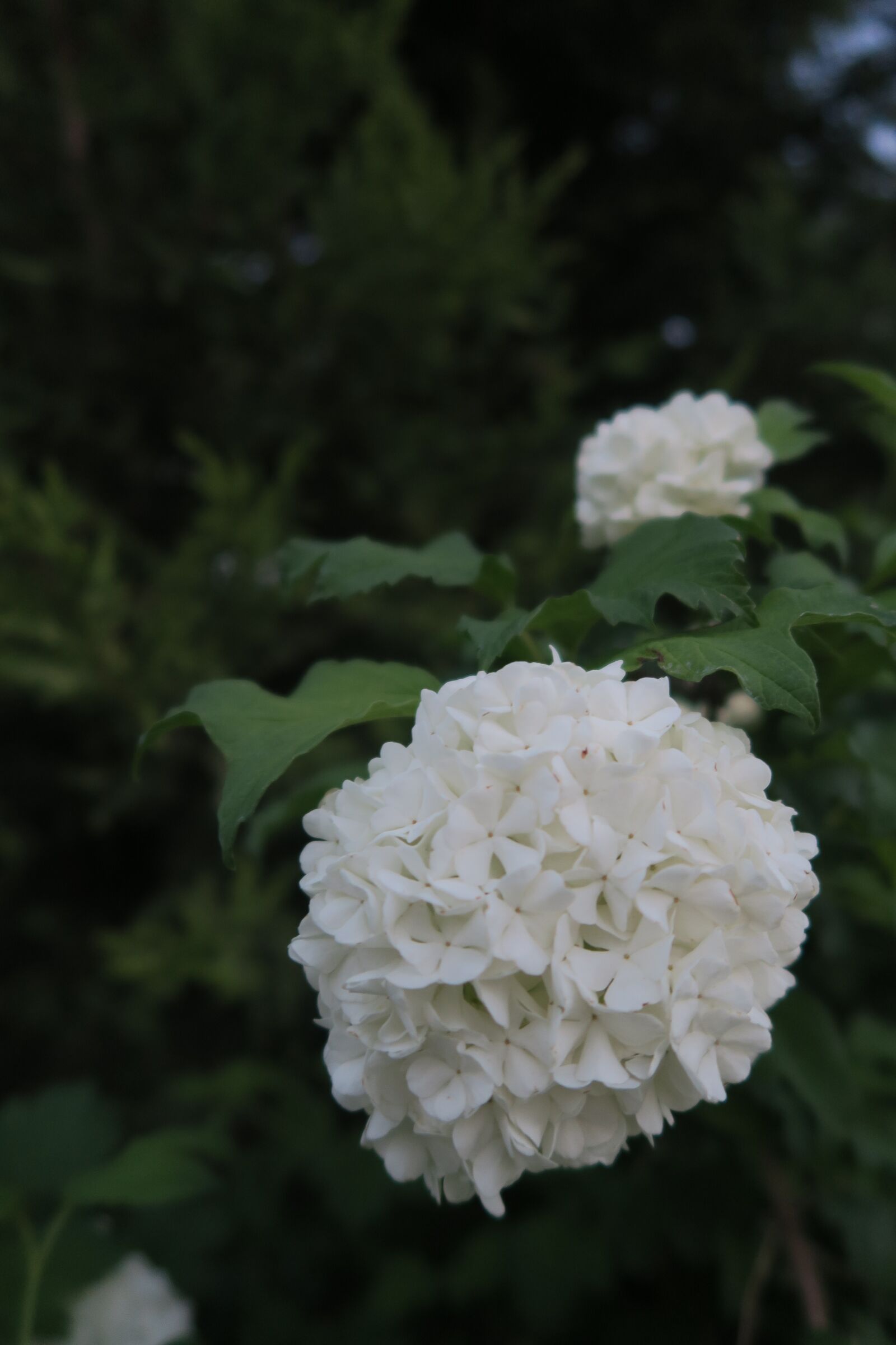Canon PowerShot G7 X sample photo. Flower, nature, plant photography