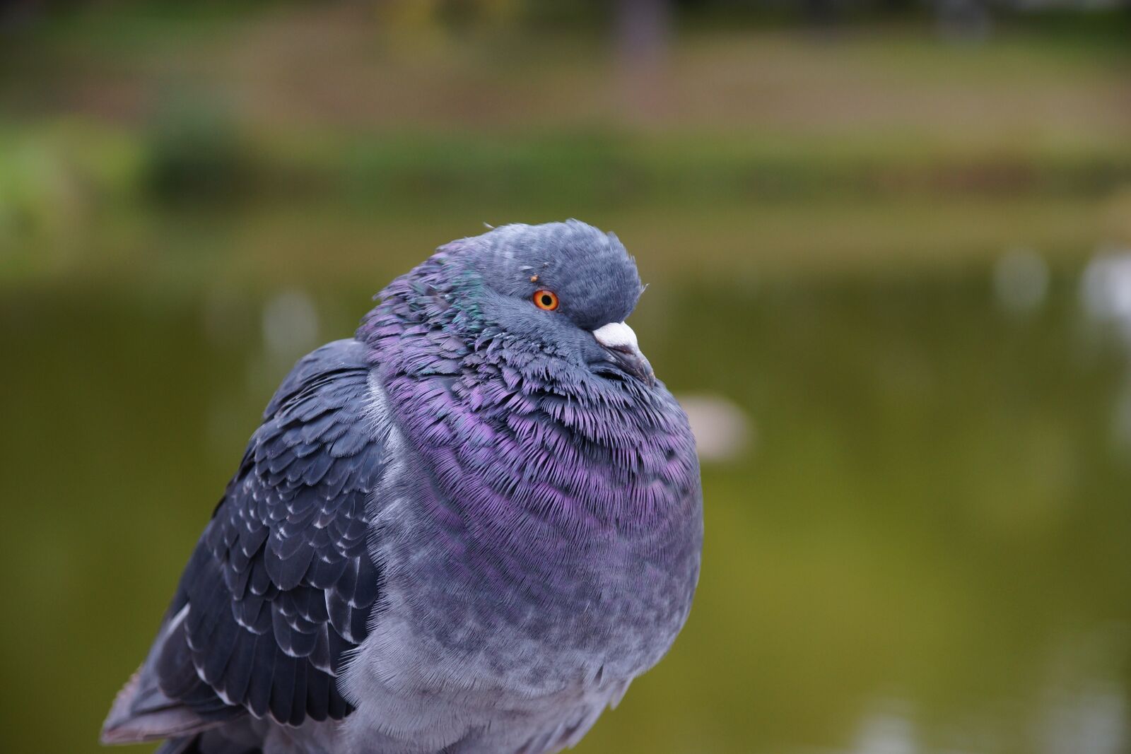 Sony SLT-A65 (SLT-A65V) sample photo. Nature, birds, animals photography