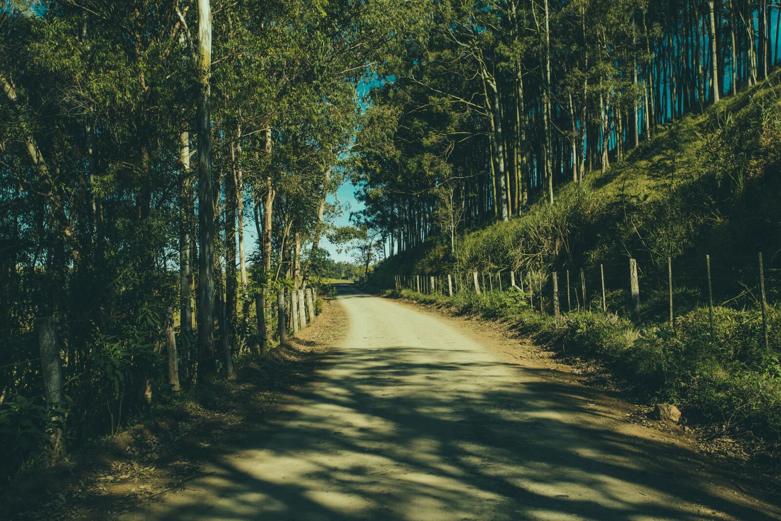 Canon EOS 6D + Canon EF 17-40mm F4L USM sample photo. Nature, forests, trees photography