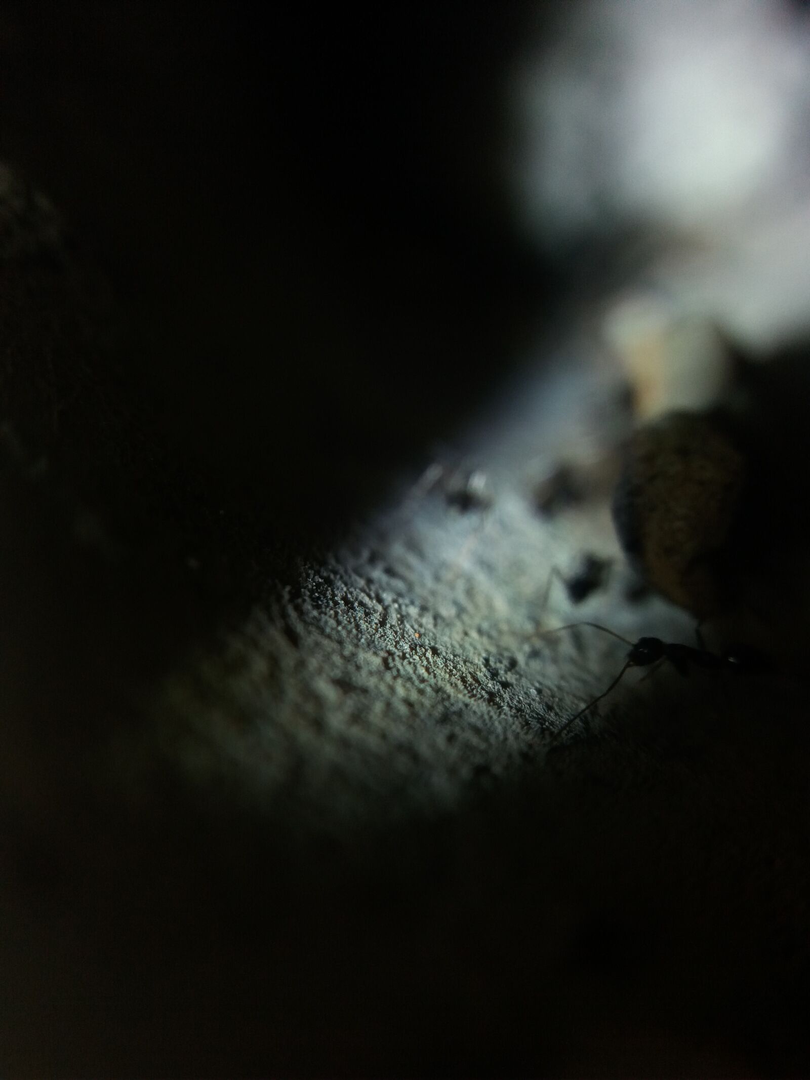Samsung Galaxy J5(2016) sample photo. Macro photoghrapy, ant, hole photography