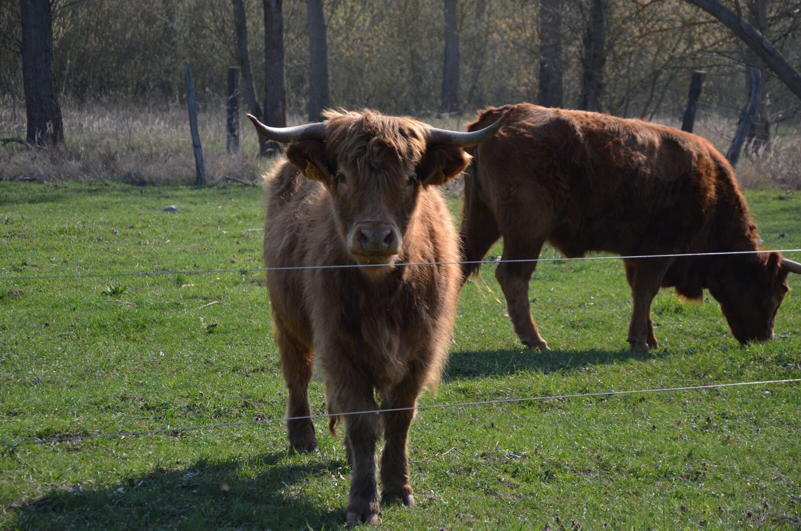 Nikon D7000 sample photo. Cows, nature, spring photography