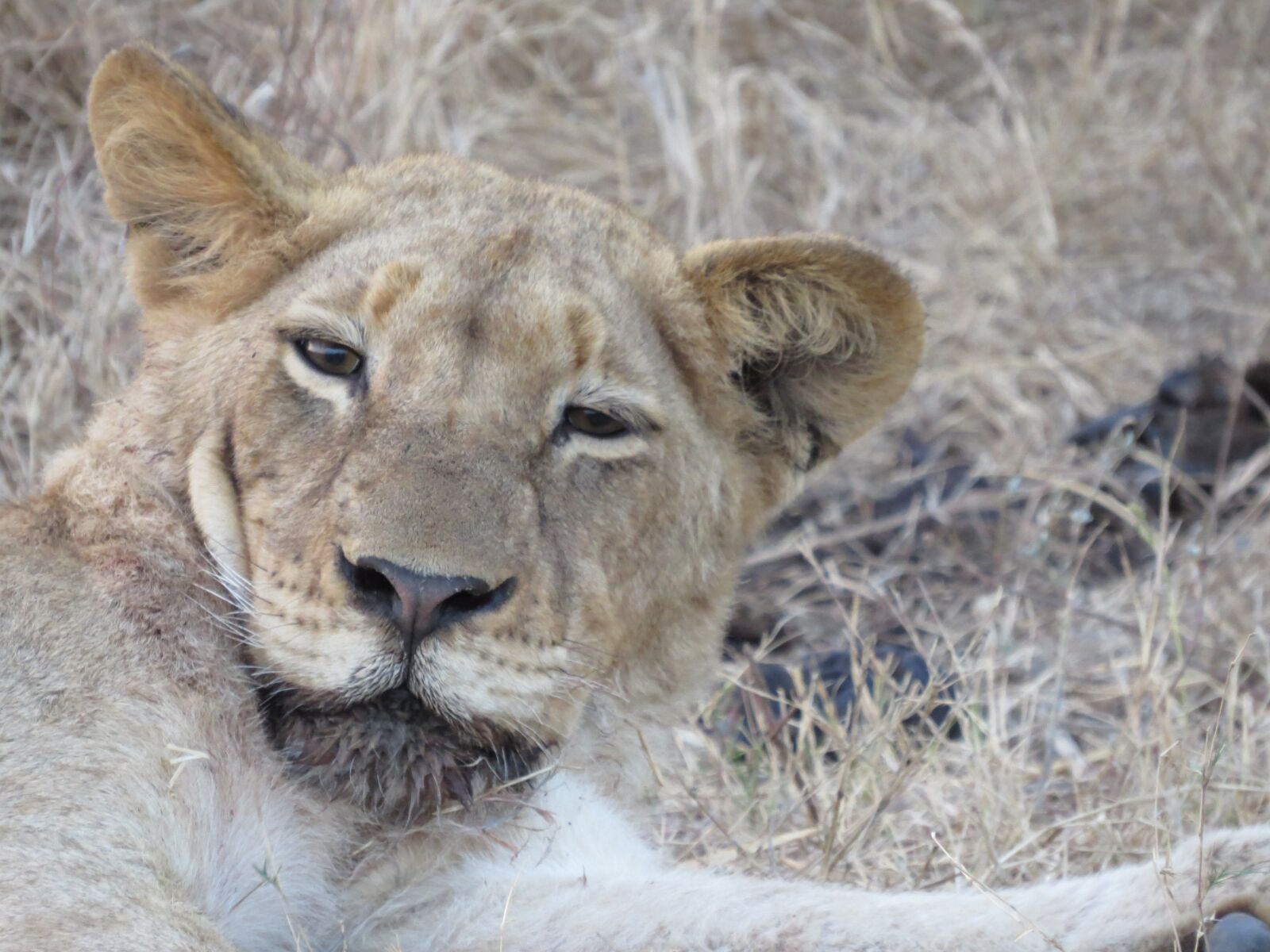 Canon PowerShot SX50 HS sample photo. Lion, safari, africa photography