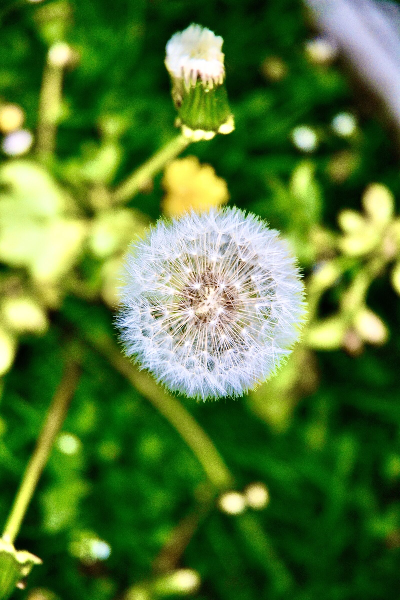 Nikon D5200 sample photo. Dandelion, green, seeds photography