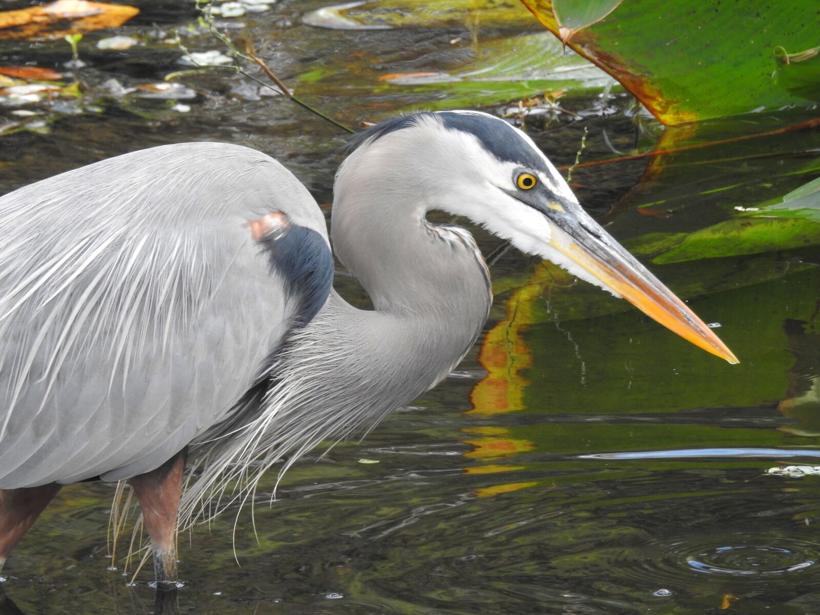 Nikon Coolpix P900 sample photo. Heron, wildlife, bird photography