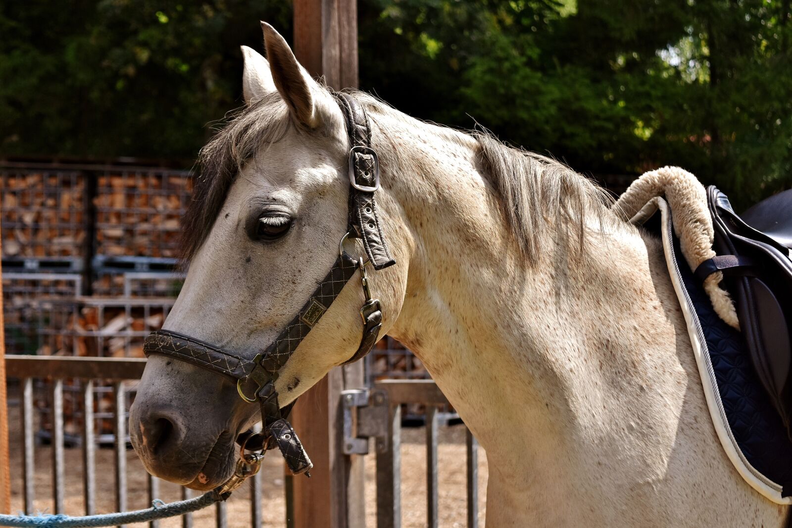 Nikon D7200 sample photo. Horse, mold, reiterhof photography