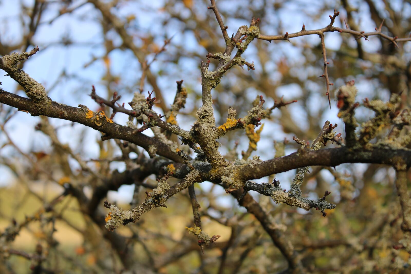 Canon EOS 2000D (EOS Rebel T7 / EOS Kiss X90 / EOS 1500D) sample photo. Aesthetic, autumn, nature photography
