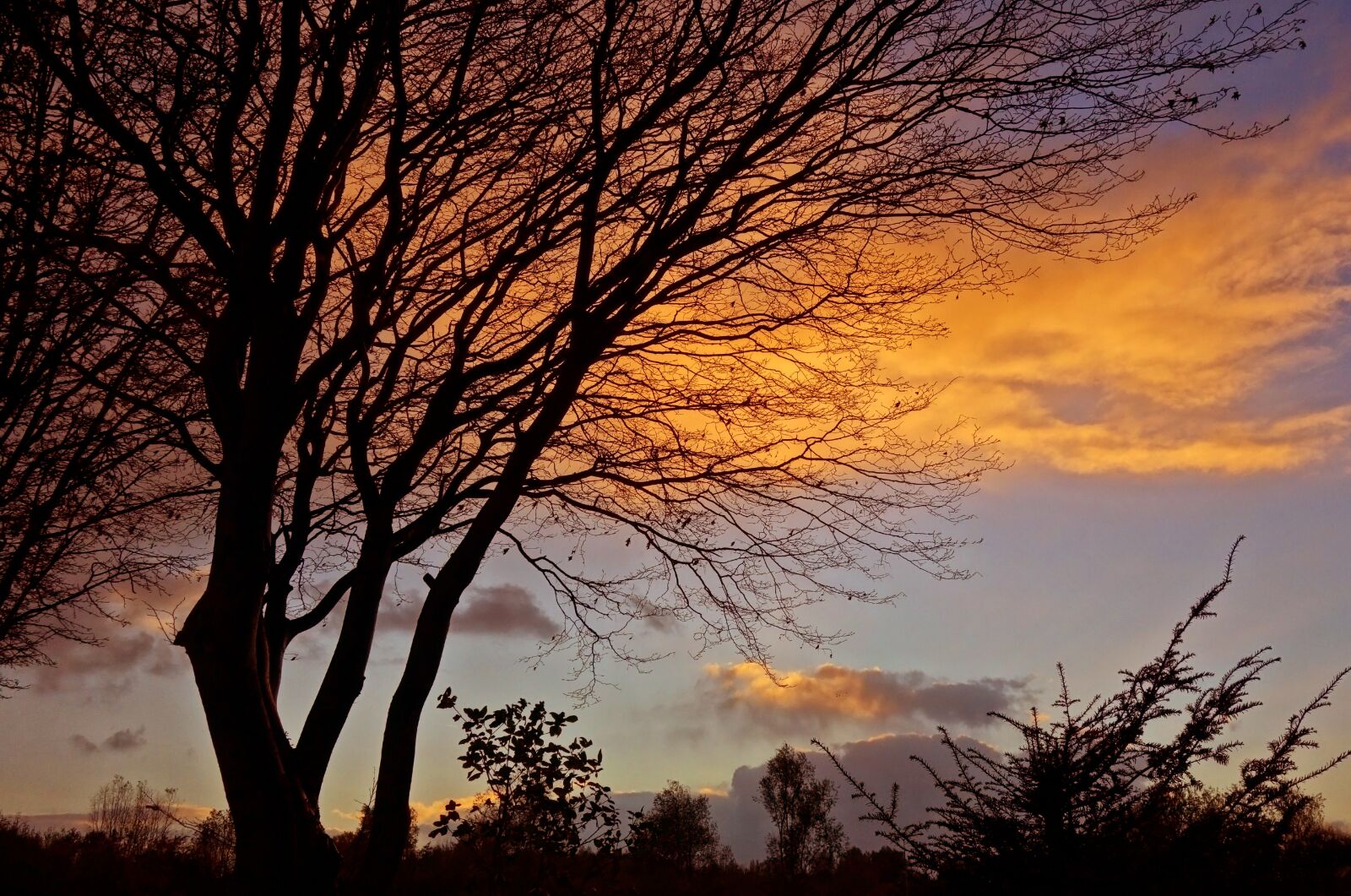 Sony Cyber-shot DSC-RX100 sample photo. Sunset, tree, silhouette photography