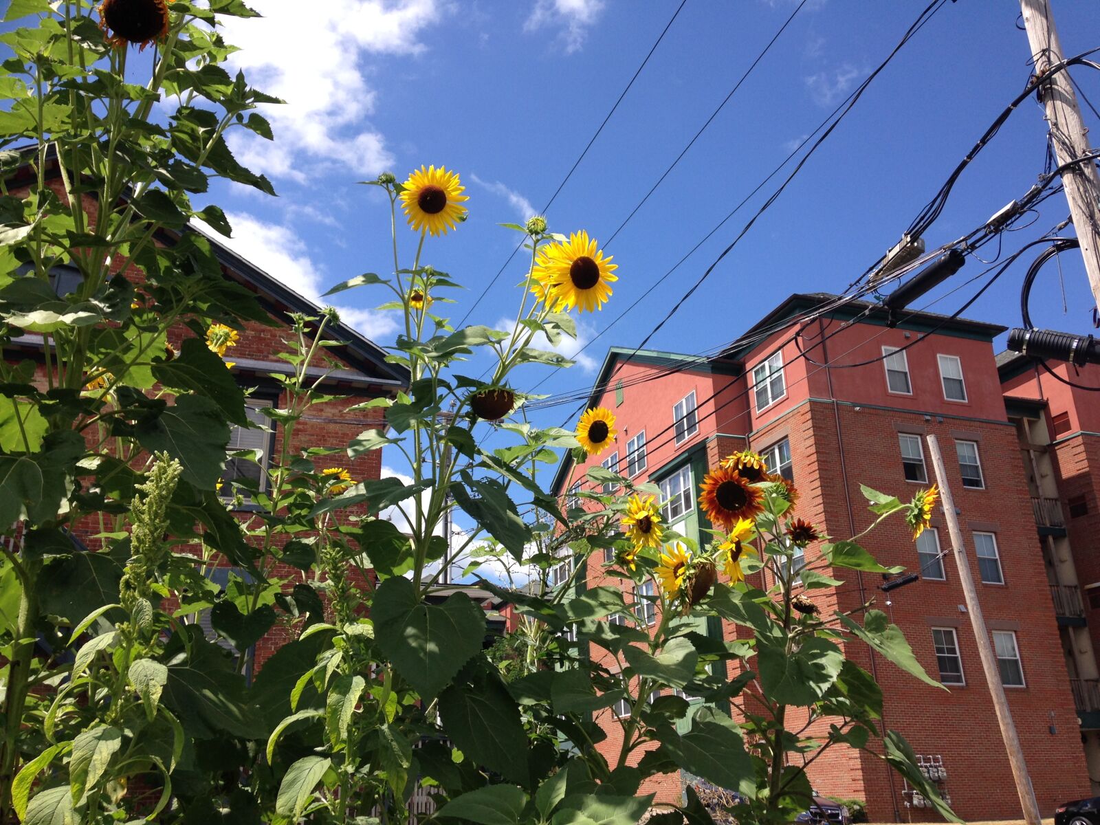iPhone 5c back camera 4.12mm f/2.4 sample photo. Sunflowers photography